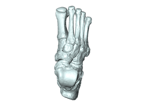 A 3D image of bones for a foot.