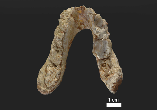 Lower jaw of the 7.175 million year old Graecopithecus freybergi