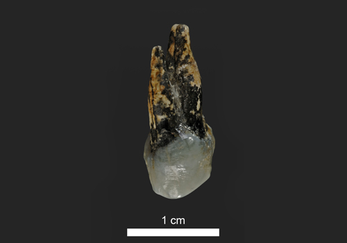 one-centimetre-long prehistoric tooth