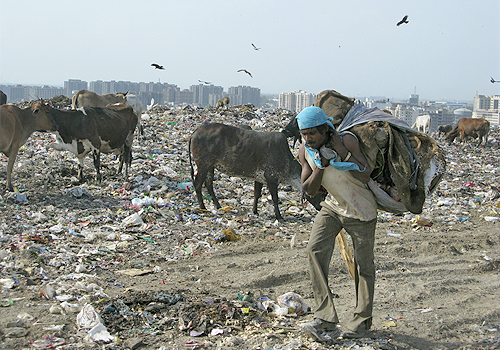 A man hauls a large pile of waste on his back while livestock graze on garbage behind him