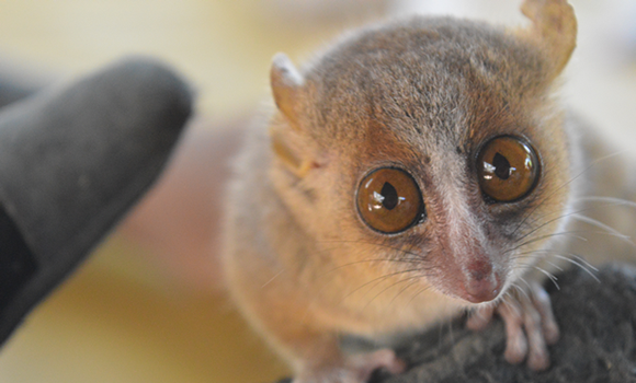 A brown mouse lemur with bright, large gold eyes.