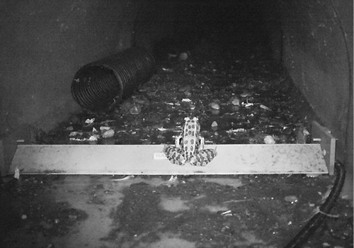A leopard frog inside a dark tunnel.