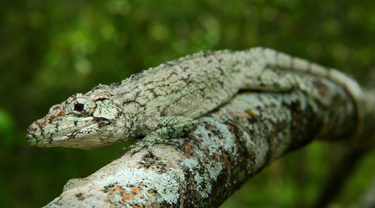 Green chameleon-like lizard blending into the branch it is sitting on