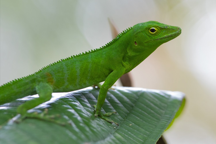 A bright green lizard on a leaf