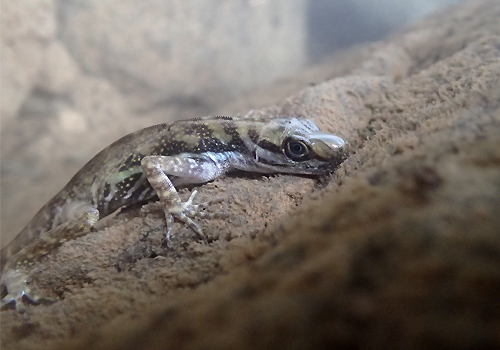 A submerged Anolis lizard with a rebreathing bubble on its snout.