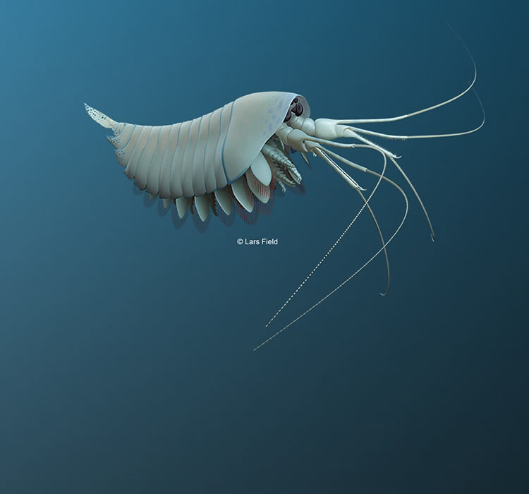 Illustration of a lobster-like sea creature swimming underwater