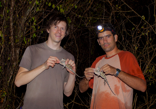 Luke Mahler and Miguel Landestoy holding lizards in the jungle at night.