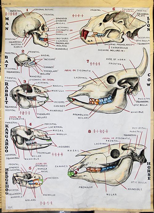 A wallchart by Nosyk showing skulls of various mammals.
