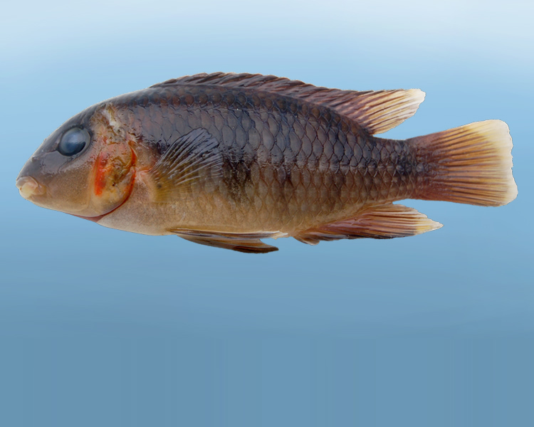 A species of fish called Mazarunia charadrica
