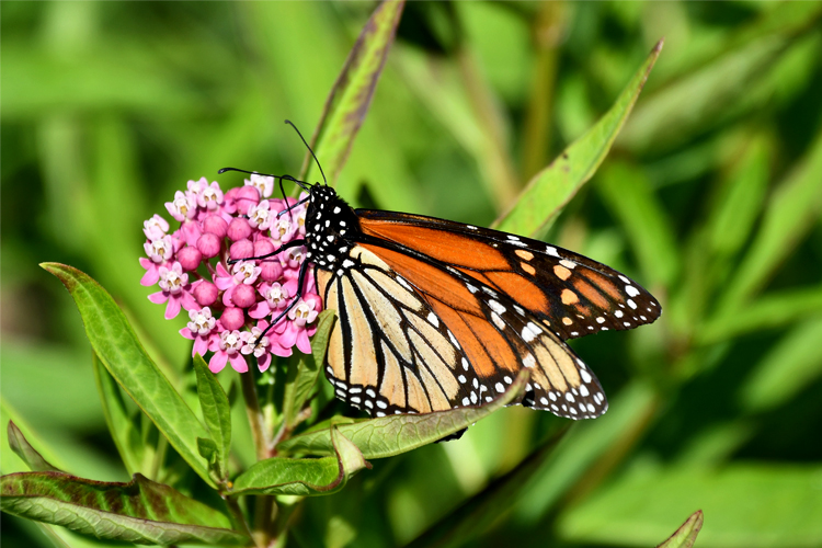 A monarch butterfly on a purple milkweed flower.