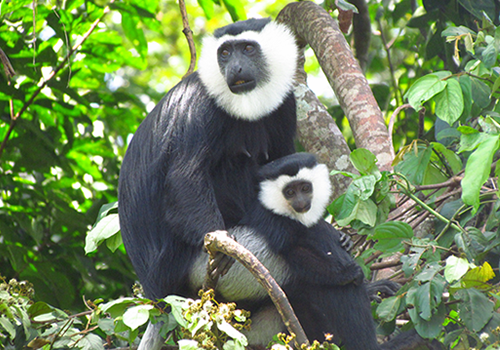 Monkey and baby monkey in a tree