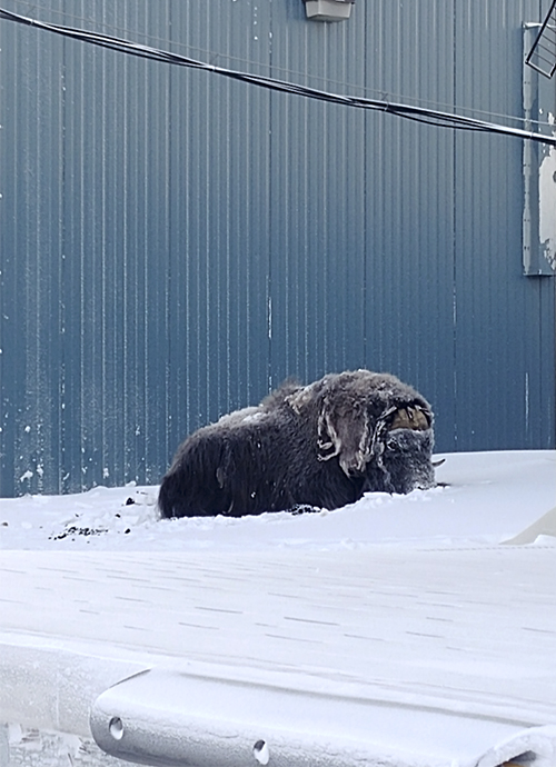 musk ox