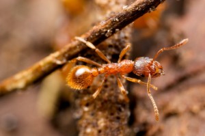 European fire ant on a stick