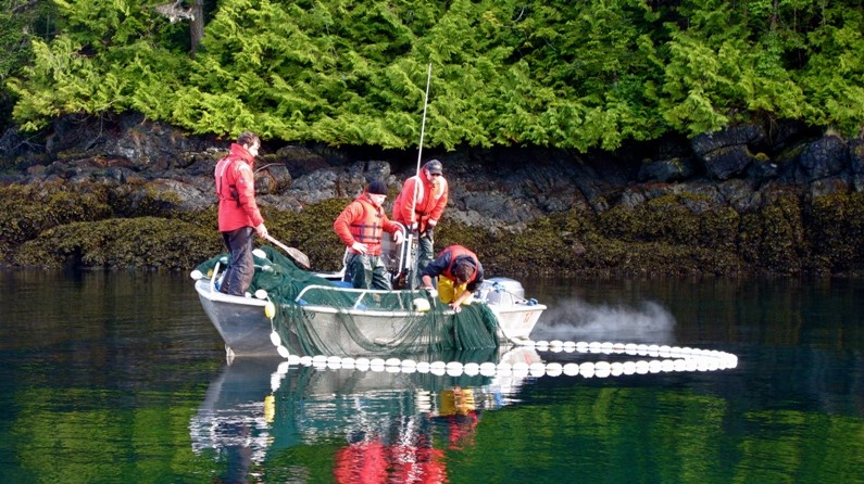 Boat on water pulling up a purse seine net containing juvenile salmon.