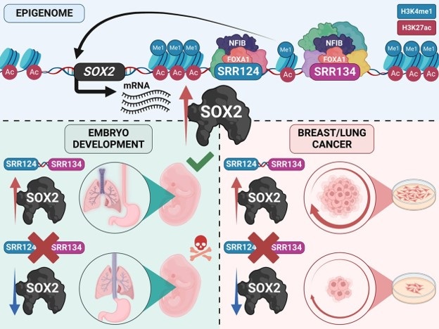 INSIDE IMAGE      Caption: The researchers unravel the exact mechanism of how developmentally active enhancers become repurposed in a tumor context and show the relevance of this repurposing event for cancer 