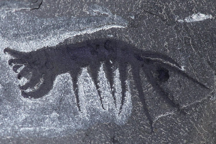 The holotype for Ovatiovermis cribratus