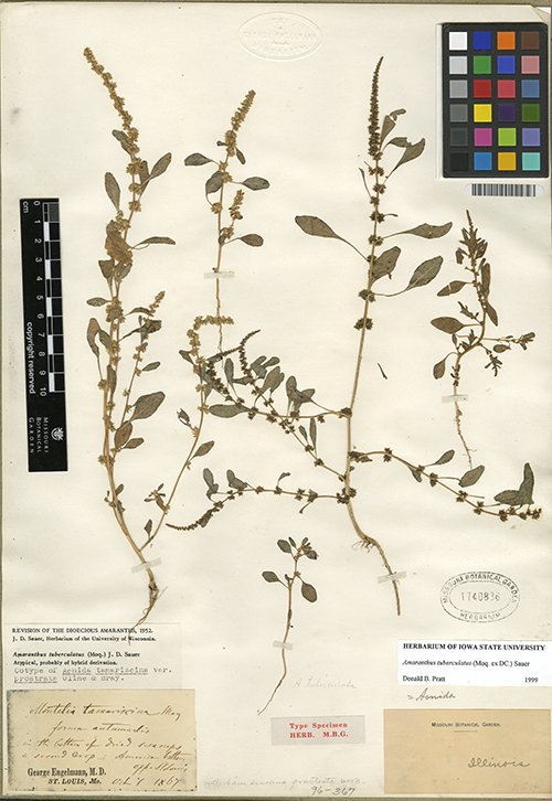  155-year-old waterhemp herbarium specimen on a piece of mounting stock