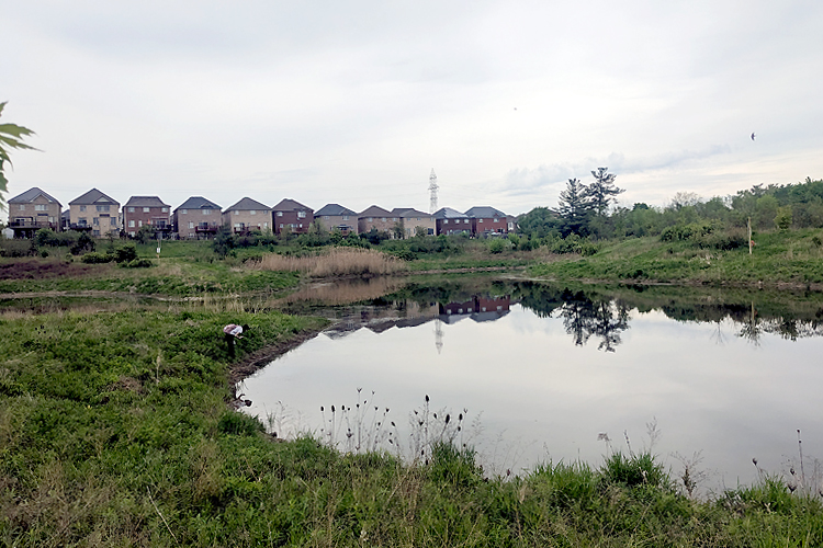 A large stormwater pond in a suburban area.