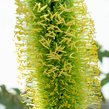 a big green plant up close