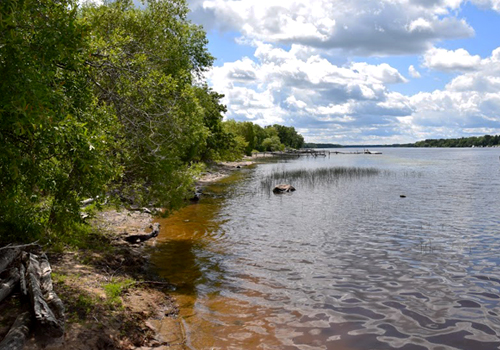 The shoreline of the Rainy River