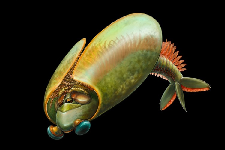 Life reconstruction of Odaraia