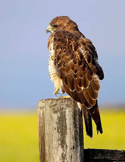 A red-tailed hawk sitting on a wooden fence