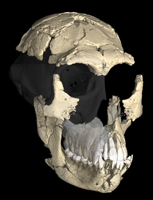 a skull