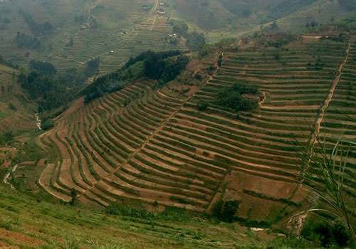 Terraced farms cling to rugged hillsides near Kigali, Rwanda.