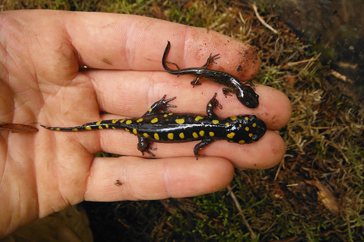 Two salamanders being held in the palm of a human hand