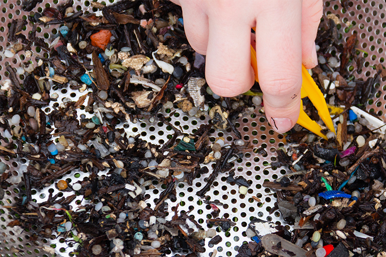 Microplastics amongst items pulled from a water sample.
