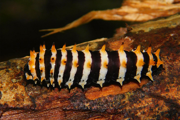 close up of a moth larvae