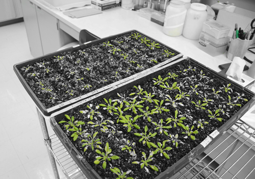 A group of plants growing in a lab.