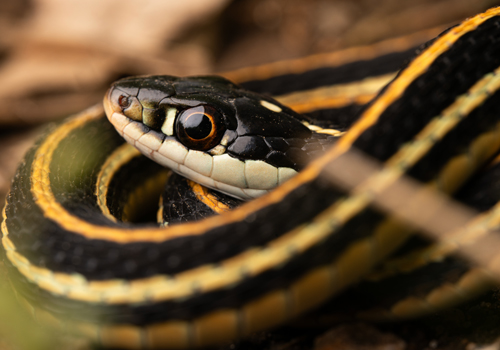 A black and yellow stripped garter snake.
