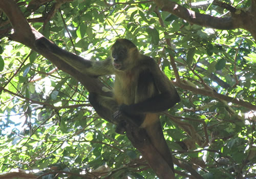 A Central American spider monkey.