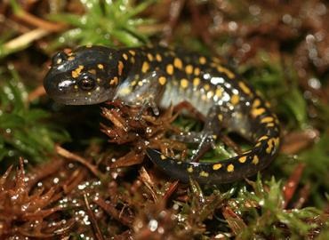 A closeup of a spotted salamander