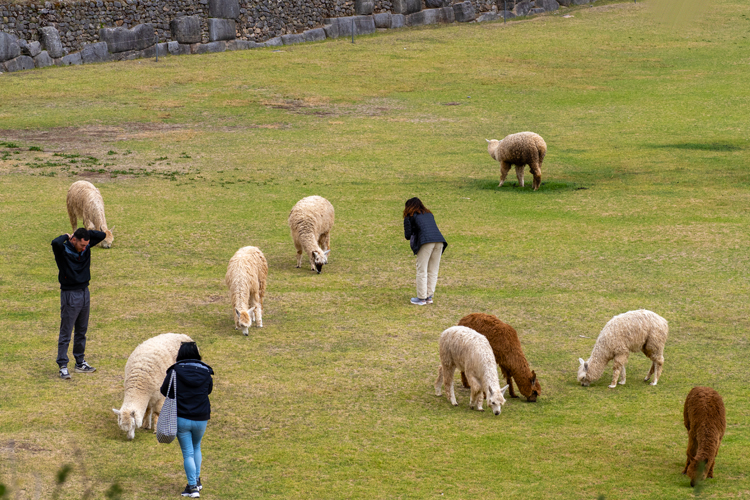 A group of alpacas standing in a field with people.