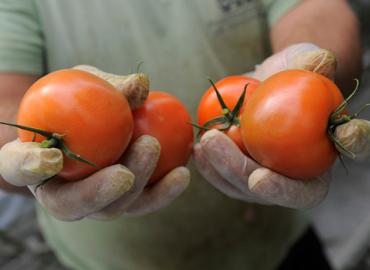 Two hands, each holding two medium sized red tomato&amp;#039;s.