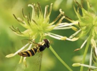 Fly pollinator visiting a female flower of Thalictrum pubescens (tall meadow-rue). Females of this species produce stamens with sterile pollen grains, presumably to reward pollinators.