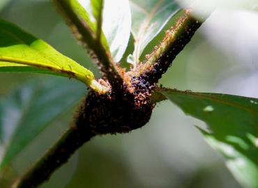 A group of small ants on a branch with bright green leaves.