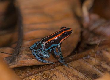 A colourful (brown, blue and orange) frog rests on a brown surface.