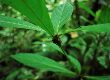 Lush green leaves.