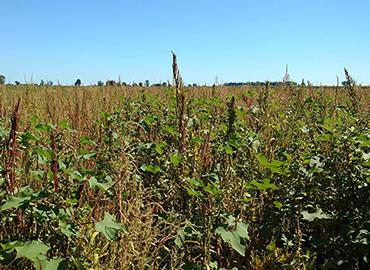A field of soy bean plants on Walpole Island in southwestern Ontario entirely overrun by common water hemp.