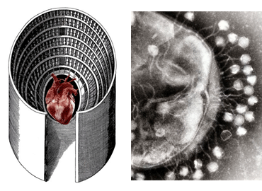 Artistic Image that combines a close up of half a cell and a heart in the center of a cylinder