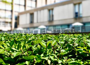 Green leaves