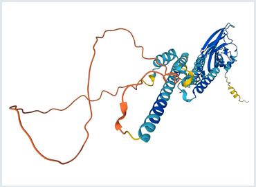 A group of orange and blue lines that illustrate a protein containing amino acids.