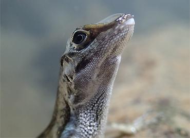 Close-up of an Anolis lizard with a rebreathing bubble on its snout.