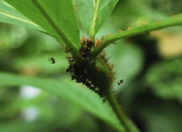 The ant-plant Cordia nodosa 