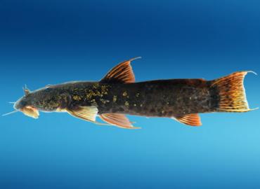 An Andean catfish.