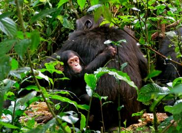 An infant chimp holding onto its mother in the jungle