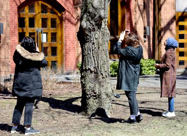 three students looking up at a tree on campus